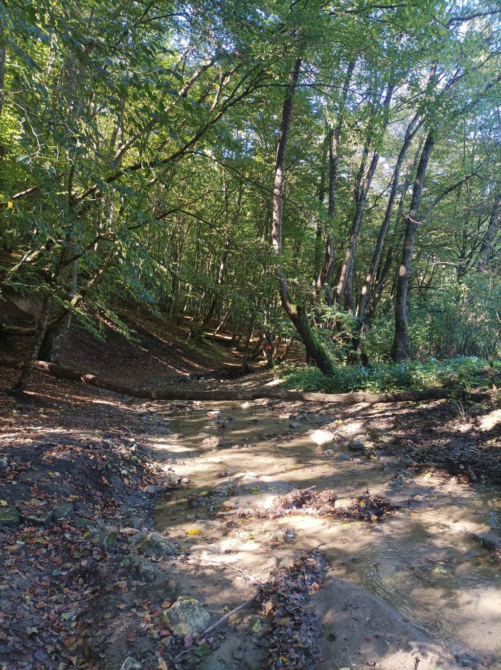 Pe Inelul Verde Metropolitan "copacii se luau la trântă cu tot felul de arătănii"
