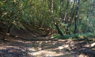 Pe Inelul Verde Metropolitan "copacii se luau la trântă cu tot felul de arătănii"