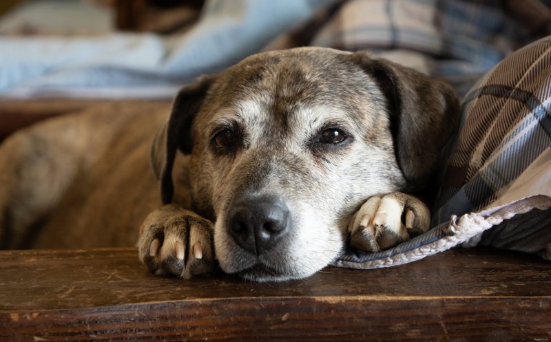 Vești bune pentru iubitorii de animale! Cercetătorii au dezvoltat un vaccin pentru sterilizarea reversibilă a câinilor