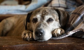 Vești bune pentru iubitorii de animale! Cercetătorii au dezvoltat un vaccin pentru sterilizarea reversibilă a câinilor