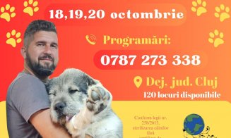 Campanie de sterilizare gratuită a câinilor, la Dej