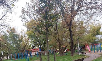 Un sfert dintre copacii plantați în Oradea în ultimii trei ani s-au uscat