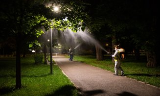Tratamente fitosanitare pentru arborii din Cluj-Napoca. Între ce ore se desfășoară și cât durează