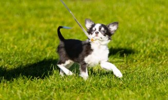 Woofstock, cel mai jucăuș festival canin, vine în Iulius Parc. Te așteaptă parade, demonstrații de dresaj și competiții canine