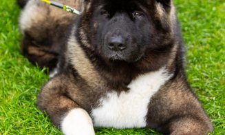 Woofstock, cel mai jucăuș festival canin, vine în Iulius Parc. Te așteaptă parade, demonstrații de dresaj și competiții canine