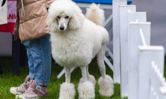 Woofstock, cel mai jucăuș festival canin, vine în Iulius Parc. Te așteaptă parade, demonstrații de dresaj și competiții canine