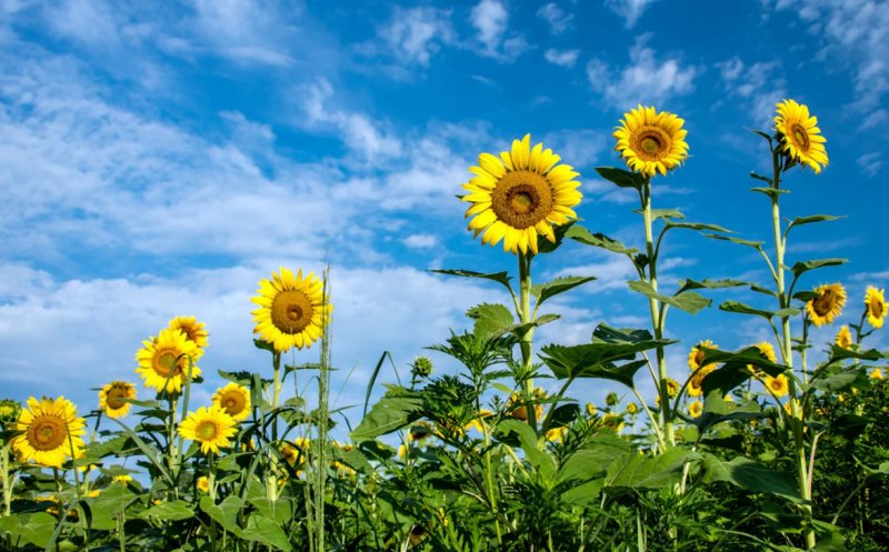 Cercetători din Cluj: au descoperit rădăcini de floarea-soarelui mai rezistente la secetă