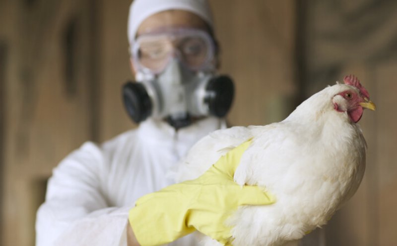 Alertă în Europa! Gripa aviară se extinde rapid în ferme. Specialiștii se tem de transmiterea la oameni și declanșarea unei pandemii
