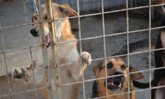 Luni începe programul de sterilizare a câinilor și pisicilor cu stăpân din Cluj-Napoca