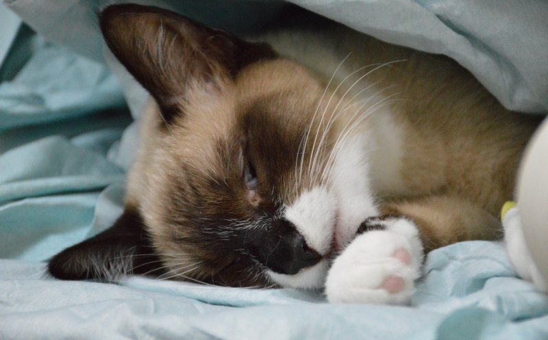 Unde îți poți steriliza pisica sau câinele, gratuit, la Cluj-Napoca