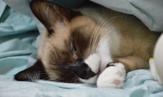 Unde îți poți steriliza pisica sau câinele, gratuit, la Cluj-Napoca