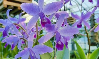 Colecția de orhidee a Grădinii Botanice „Alexandru Borza'' din Cluj-Napoca vă așteaptă să o descoperiți