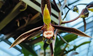 Colecția de orhidee a Grădinii Botanice „Alexandru Borza'' din Cluj-Napoca vă așteaptă să o descoperiți