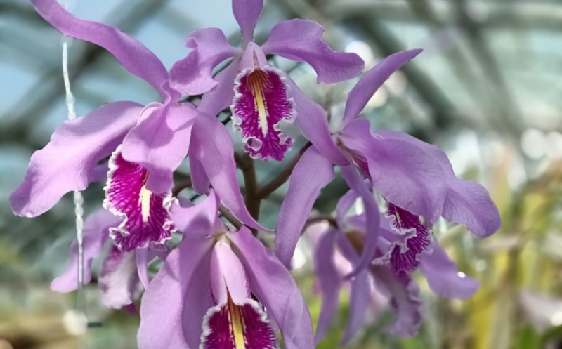 Colecția de orhidee a Grădinii Botanice „Alexandru Borza'' din Cluj-Napoca vă așteaptă să o descoperiți