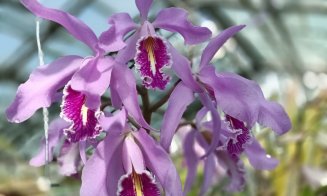 Colecția de orhidee a Grădinii Botanice „Alexandru Borza'' din Cluj-Napoca vă așteaptă să o descoperiți