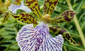 Colecția de orhidee a Grădinii Botanice „Alexandru Borza'' din Cluj-Napoca vă așteaptă să o descoperiți