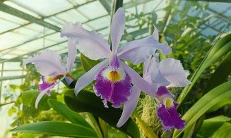 Colecția de orhidee a Grădinii Botanice „Alexandru Borza'' din Cluj-Napoca vă așteaptă să o descoperiți