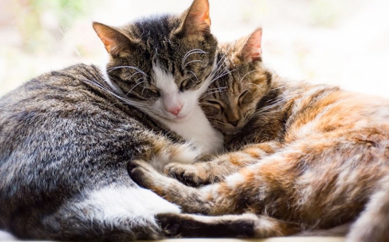 Situație neobișnuită la partaj. Program de vizită pentru pisici, stabilit de o instanță din Cluj