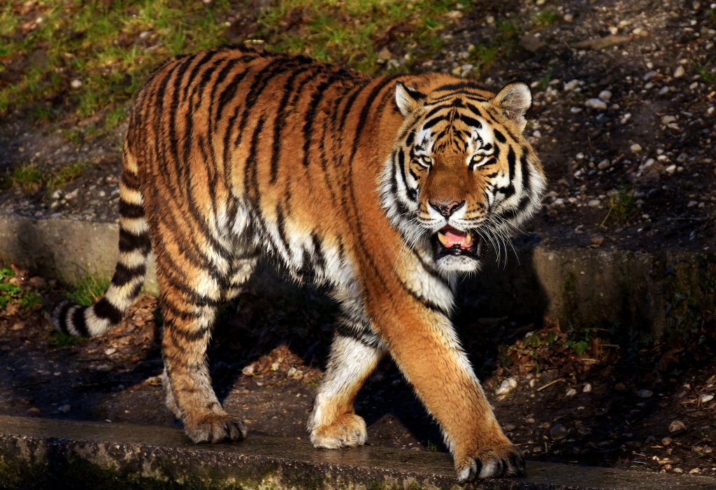 Tragedie la o grădină zoologică din țară! Un bărbat a murit după ce a fost atacat de un tigru