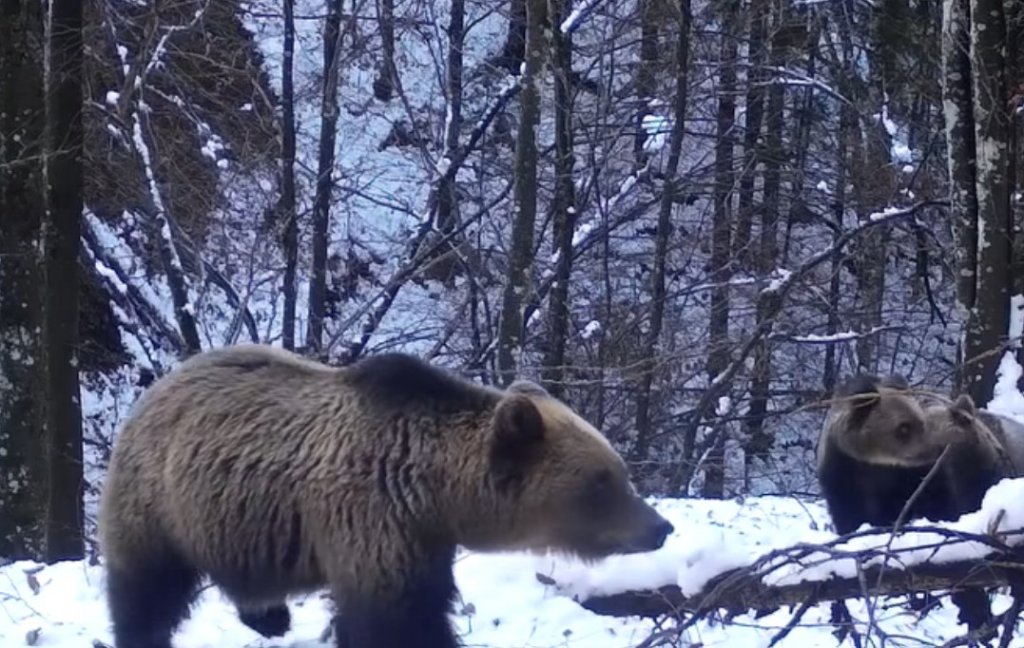 Imagini spectaculoase din Parcul Natural Munții Maramureșului! O ursoaică și puii săi explorează o cameră de monitorizare a faunei