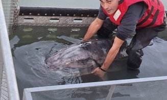 Sturion uriaș, prins de doi pescari. Cântărește 147 de kilograme și măsoară peste 2,5 metri