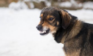 Ce spun polițiștii în cazul femeii atacate de o haită de câini în Florești