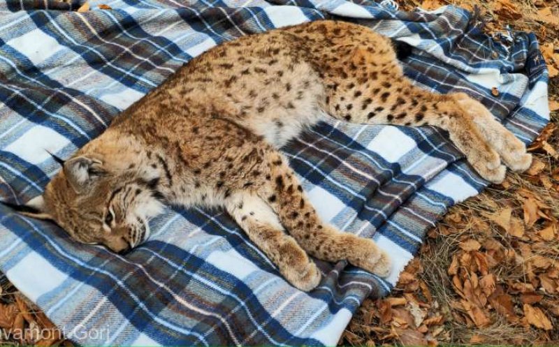 Misiune specială pentru salvamontiști: Au salvat un râs căzut într-o fântână