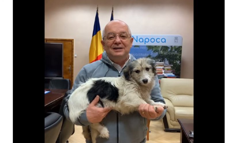 Sterilizare gratuită pentru câinii și pisicile din Cluj-Napoca. Procedura de înscriere