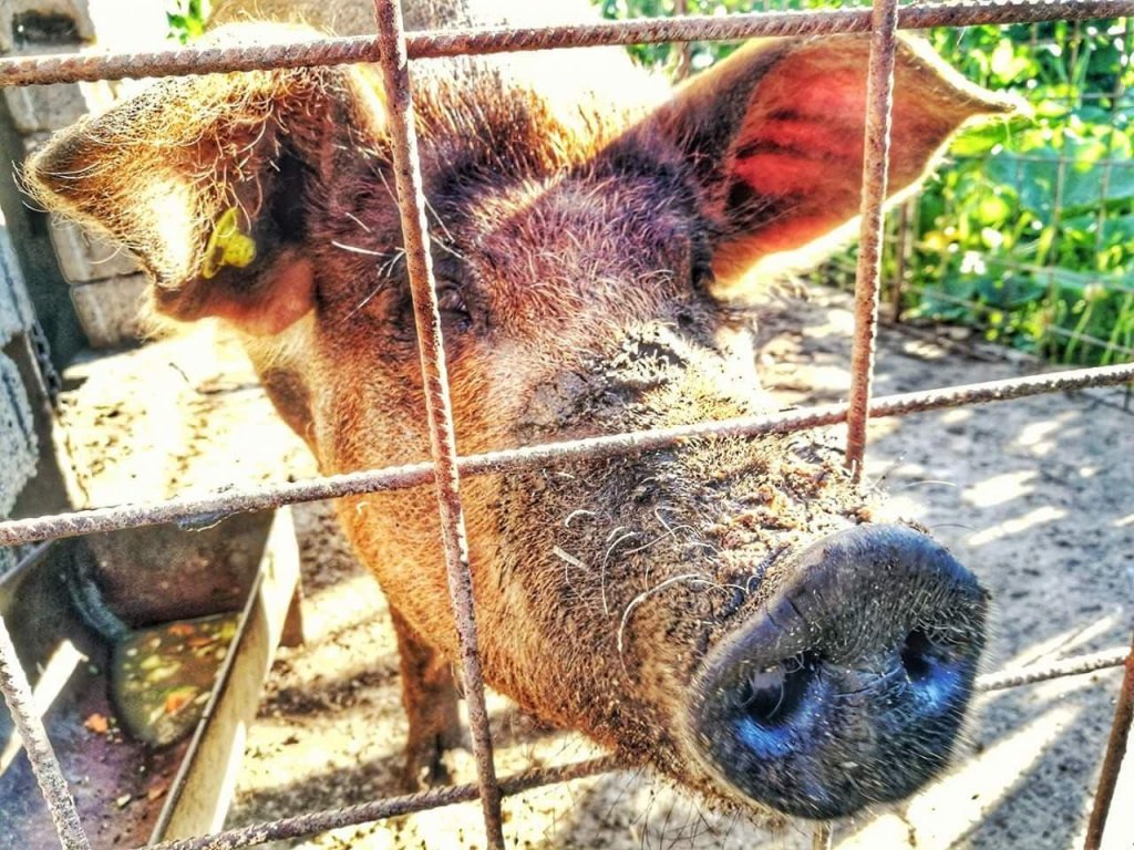 Focare de pestă porcină în Cluj / De ce NU ar putea fi despăgubiţi proprietarii porcilor ucişi