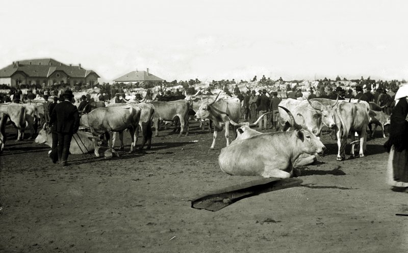 Târg de vite în Clujul anului 1903