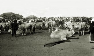Târg de vite în Clujul anului 1903