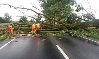 Copac căzut pe un drum din județul Cluj. Circulația a fost oprită