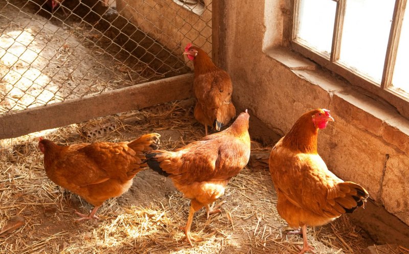 Carnea de pasăre, oaie și vacă din România ajunge pe o nouă piață. Unde va fi exportată