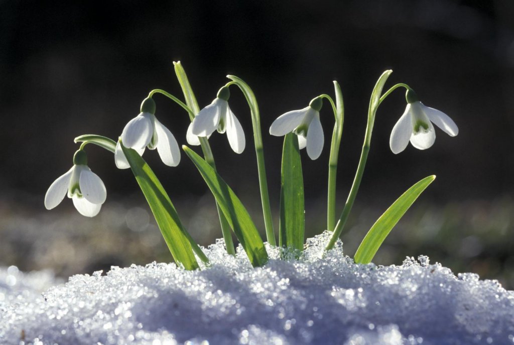 Prognoza meteo până la mijloc de martie. Urmează un nou val de frig/ Când se instalează primăvara?