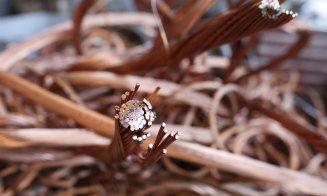 Ce mai fură bandele de români peste graniță? Prejudiciu de peste 2 milioane de euro