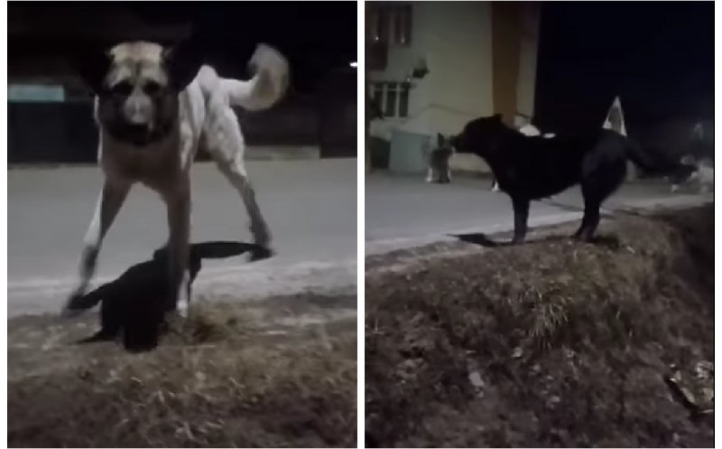 Cluj: Femeie încolțită de o haită de câini. Victima, salvată în ultima clipă de un vecin