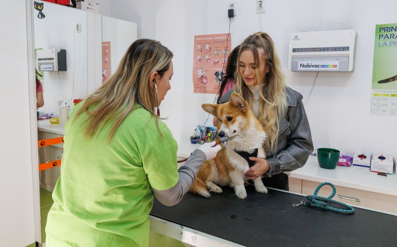 Primăria continuă programul de sterilizare gratuită a câinilor și pisicilor din Cluj-Napoca