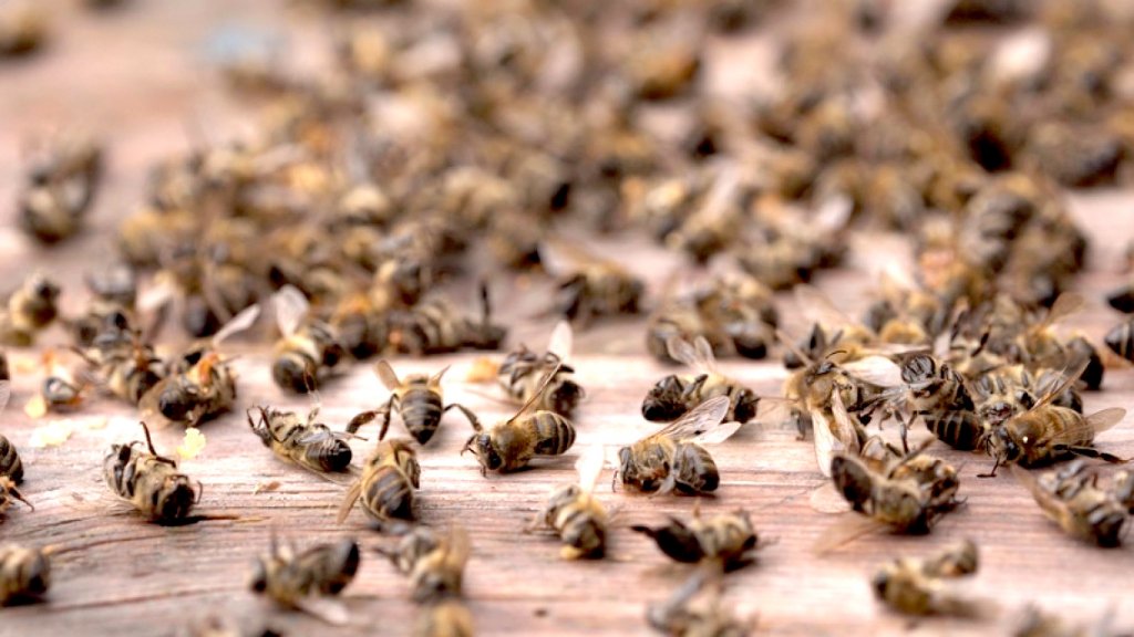 Curtea de Apel Cluj pune capăt derogărilor de la Ministerul Agriculturii pentru utilizarea unor pesticide interzise în UE