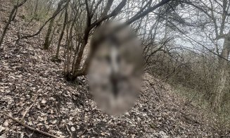 Anchetă în cazul căţeluşei spânzurate în Dej / Cadavrul a fost deshumat pentru a fi efectuată necropsia