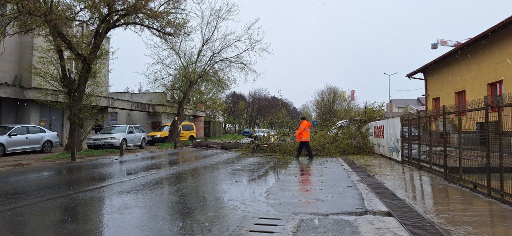 Copac prăbușit pe carosabil, pe o stradă din Cluj-Napoca