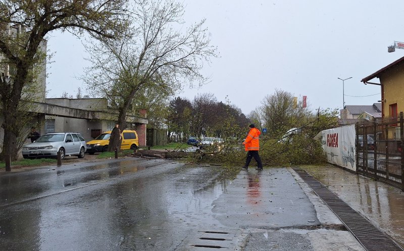 Copac prăbușit pe carosabil, pe o stradă din Cluj-Napoca