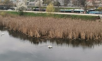 Clujenii, cu ochii pe cuplul de lebede de pe Someş: Firescul vieţii, un spectacol pe apă, în Grigorescu