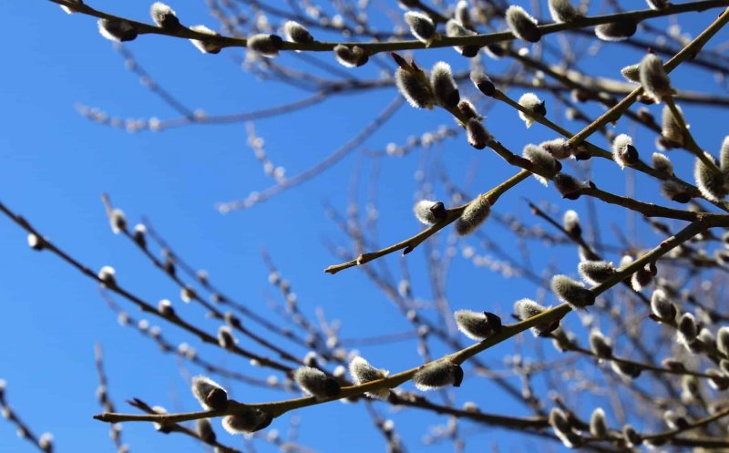 Se încălzește de duminică. Cum va fi vremea în weekendul de Florii, la Cluj-Napoca