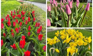 De Florii, Grădina Botanică din Cluj prinde viață: narcisele, lalelele și zambilele în toată splendoarea lor