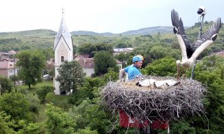 O barză care a revenit acasă, în cuibul de la Vlaha din Cluj, a fost bătută şi alungată. Cine e agresorul