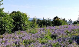 Grădina Agro-Botanică USAMV Cluj, un colț de natură în inima orașului