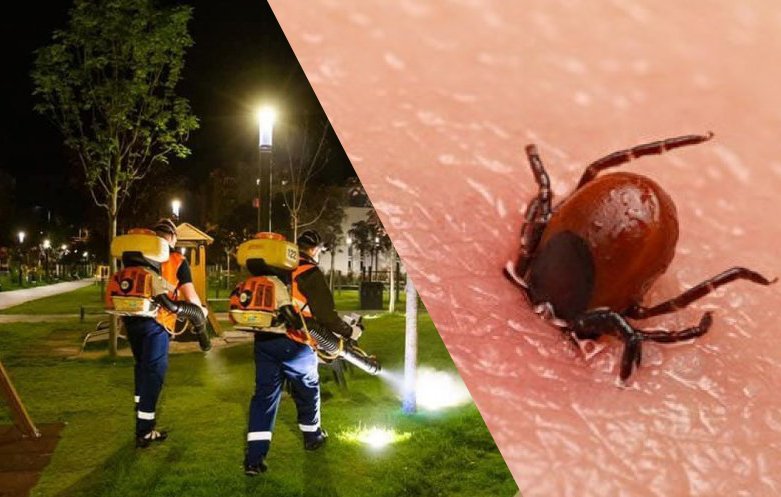 E plin de căpușe în parcurile din Cluj / Dezinsecția ar trebui adaptată la populaţia mare de insecte, cred clujenii