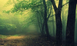 Descoperire macabră în Cluj: O femeie dispărută de o săptămână, găsită moartă într-o zonă izolată