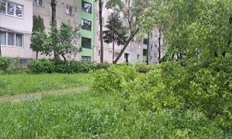 Copaci "cablaţi", căzuţi la datorie în Mănăştur