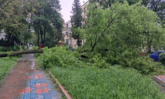 Copaci "cablaţi", căzuţi la datorie în Mănăştur